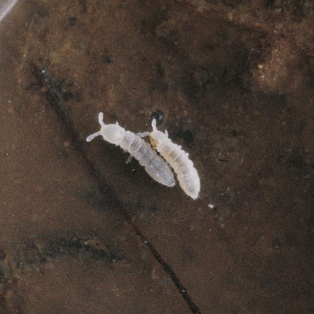 Springtails Collembola