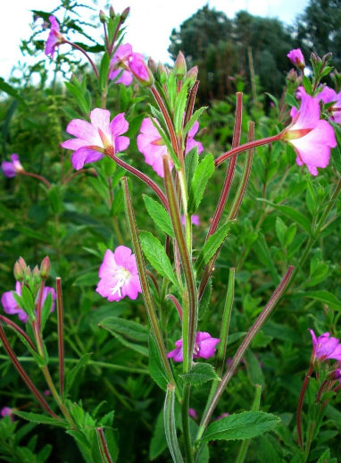 Square_Stalked_Willow_Herb
