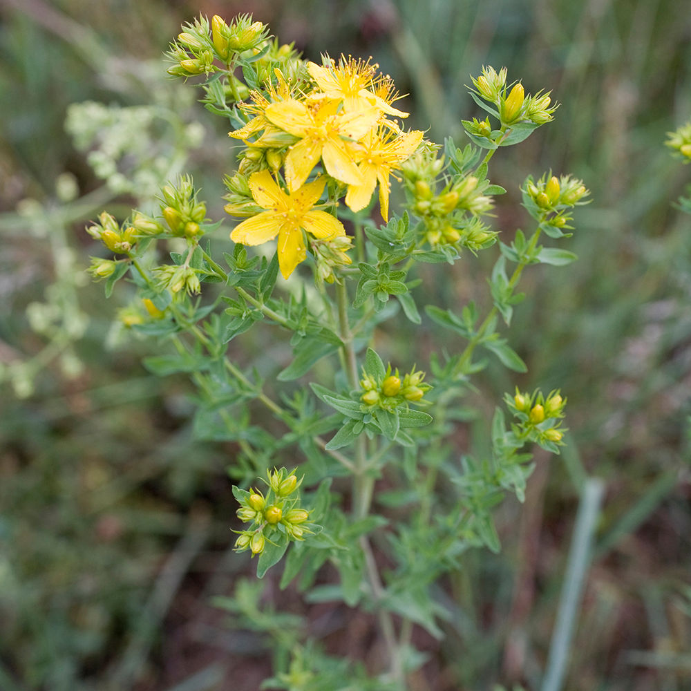 St_Johns_Wort