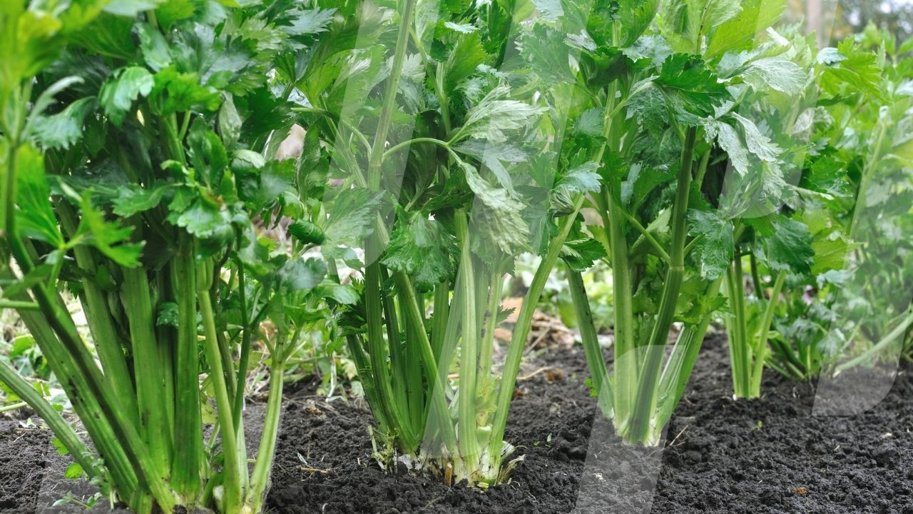 Stalk and Stem | Crop Science Australia