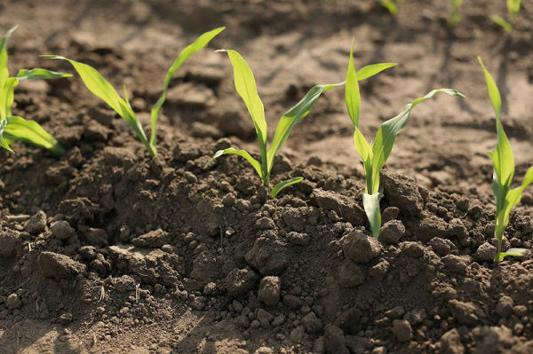 Using a two-pass herbicide program to fight tough weeds, helps fields start clean and stay clean throughout the growing season.