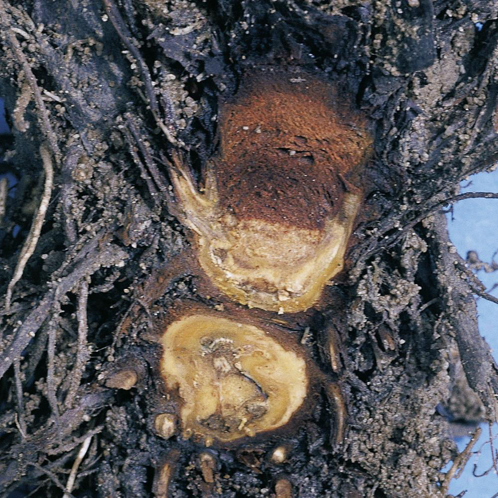 Stem Basal Root