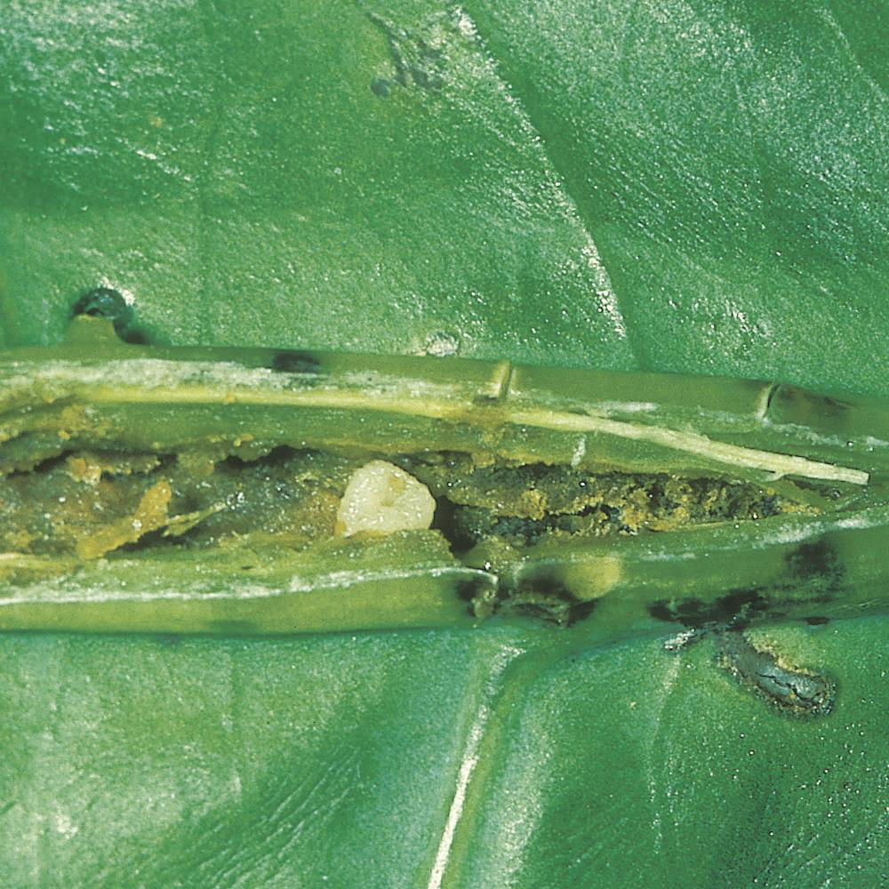 Stem Borer Weevil