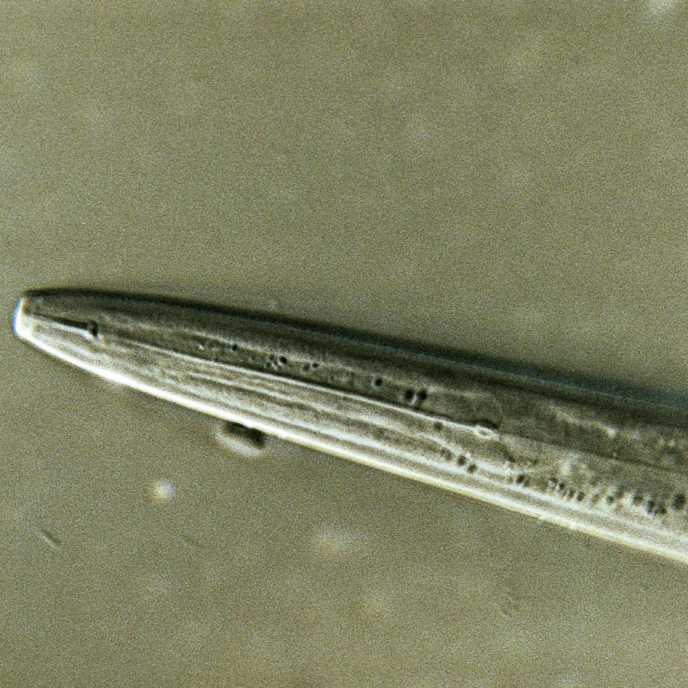 Stem Nematode