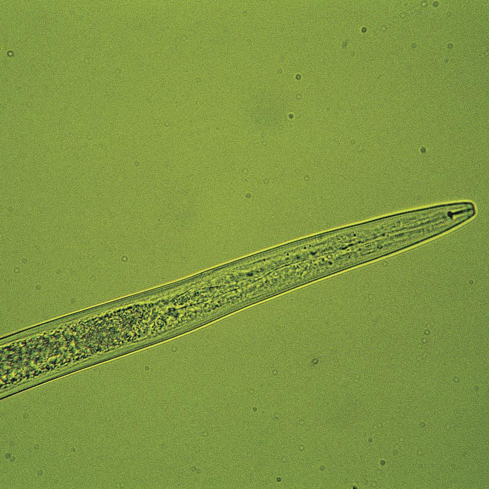 Stem Nematode