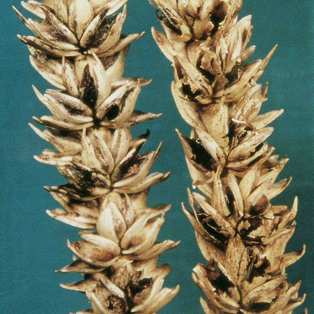 Stinking Bunt Of Wheat