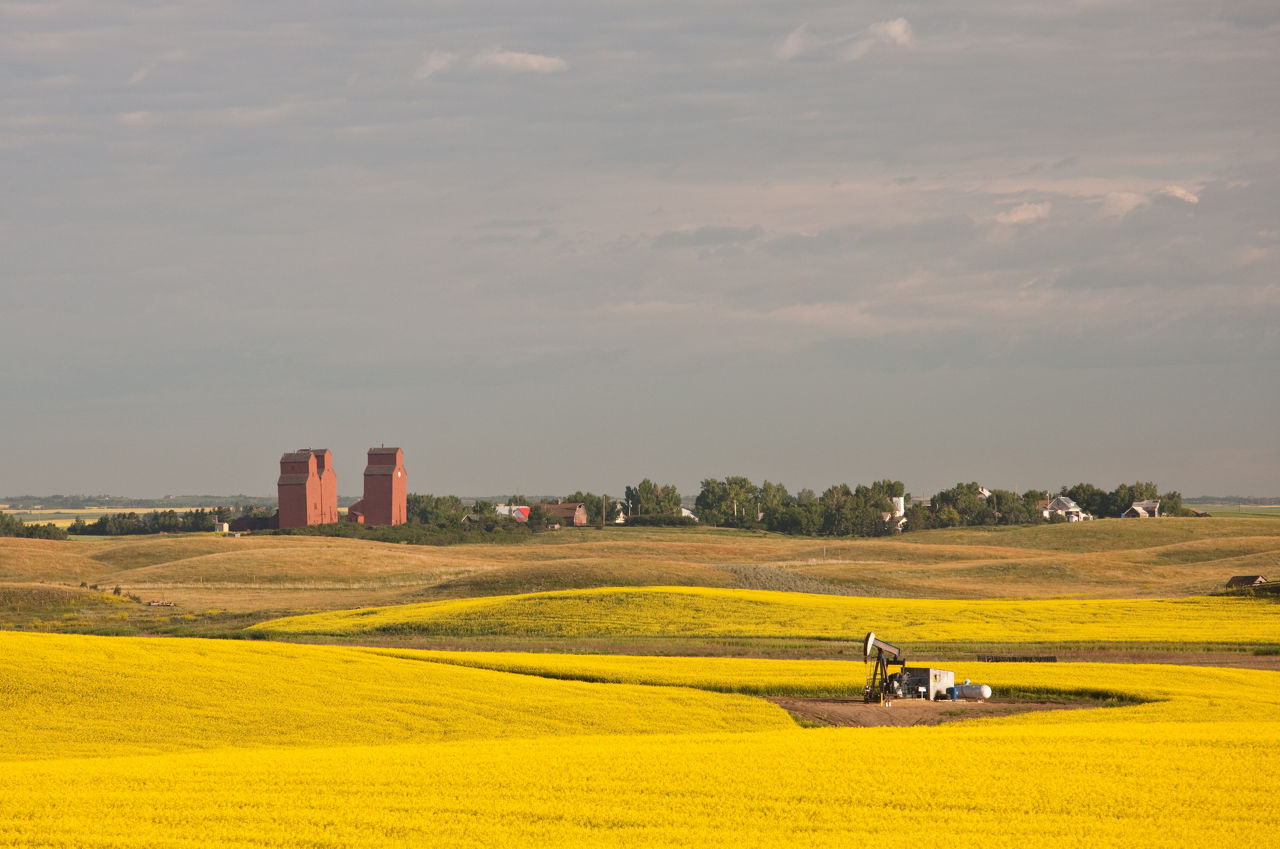 A sprawling bright yellow canola field with a combine cutting the plants. In the distance is a farm with silos.