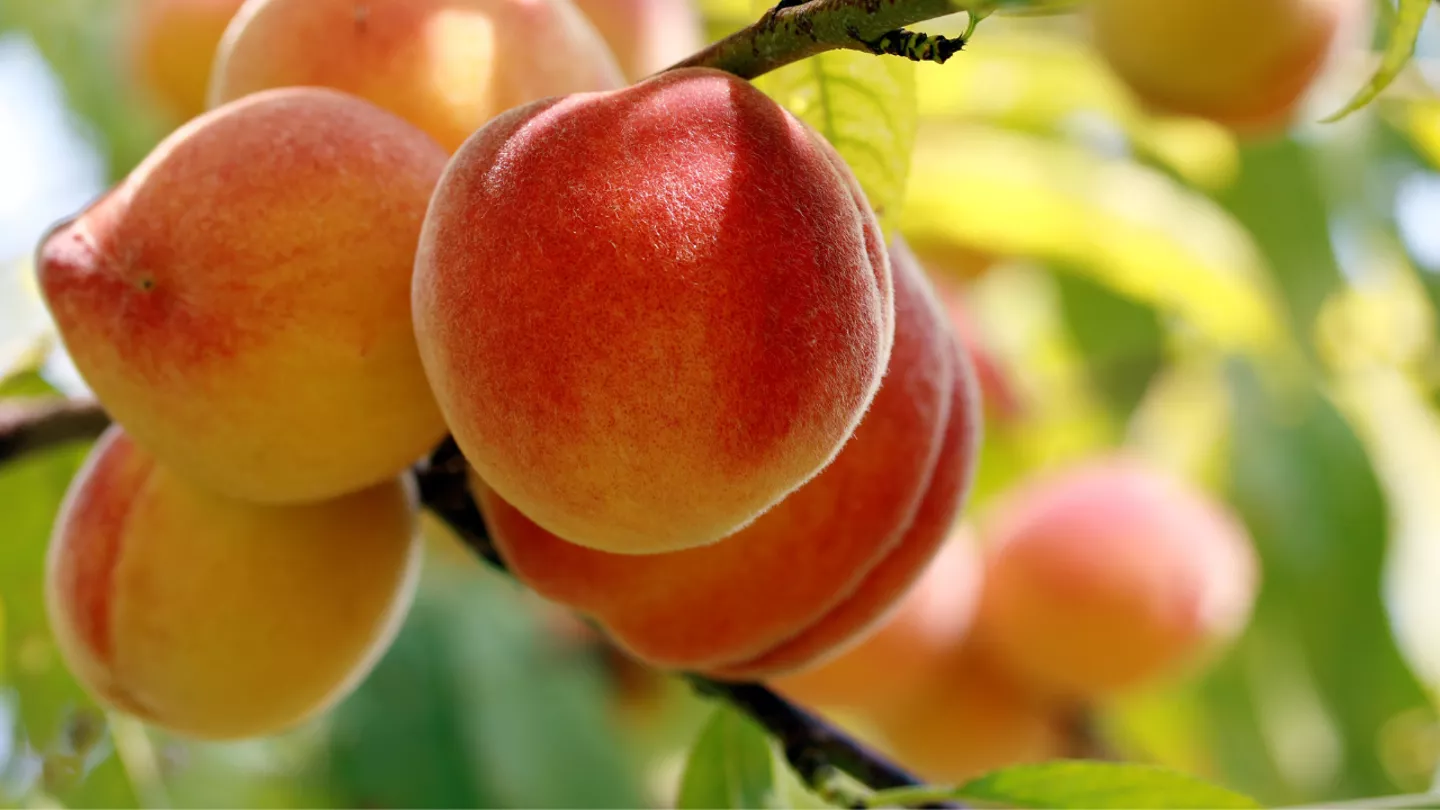crop protection in Stonefruit