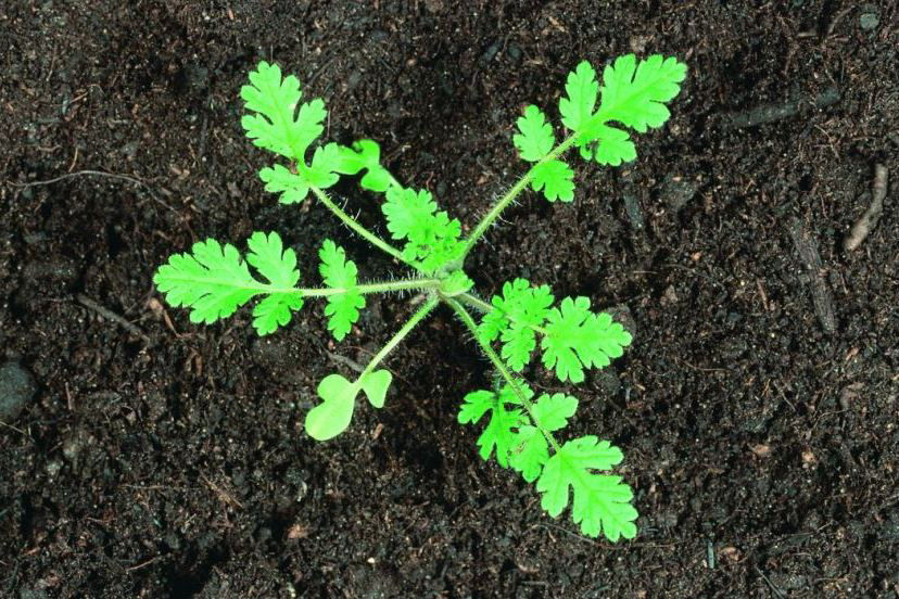 Storksbill