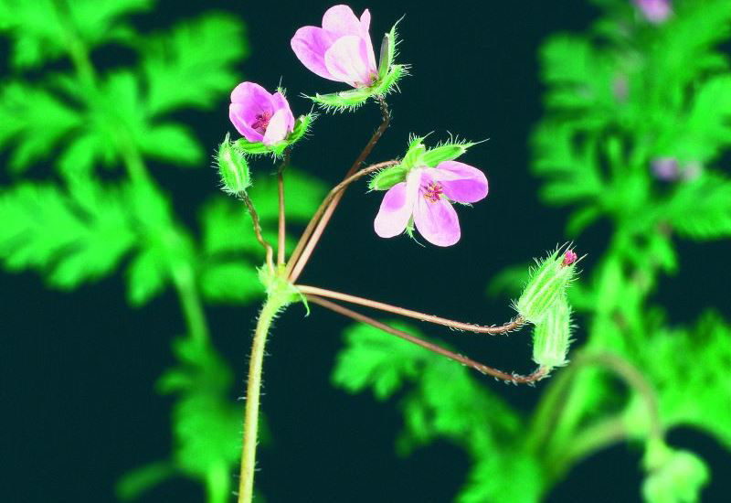 Storksbill