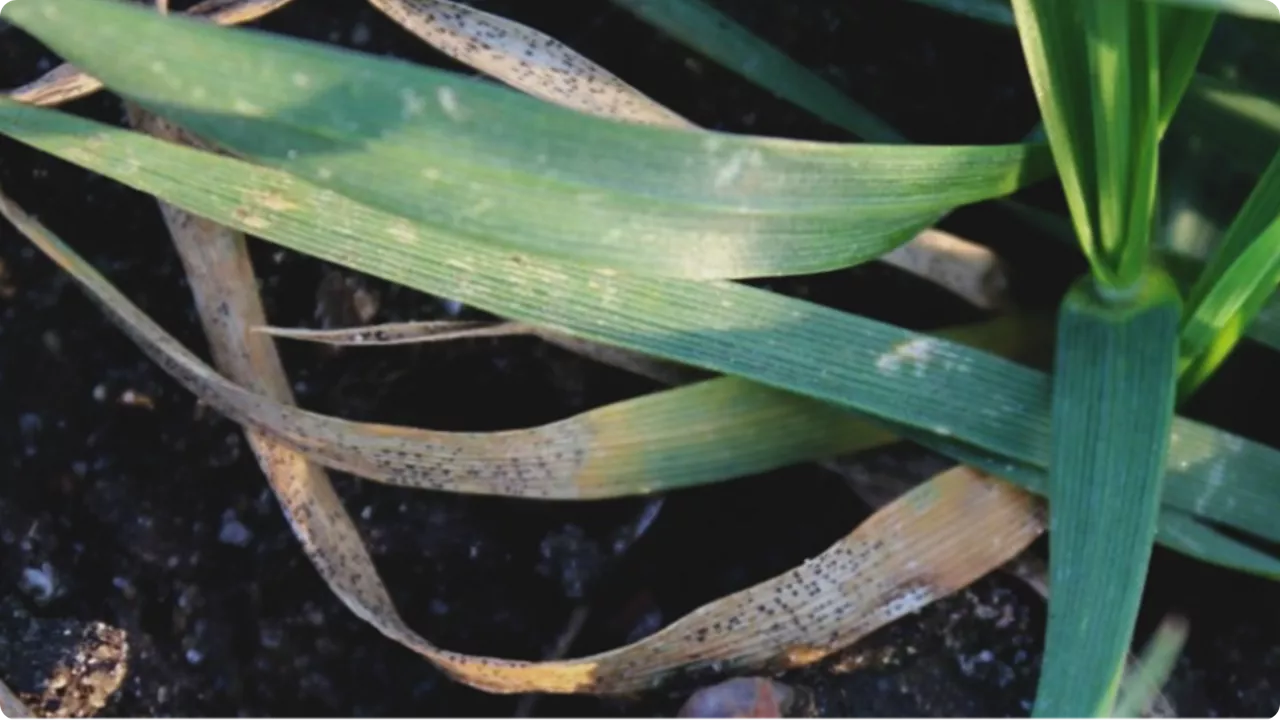 Septorioza paskowana liści