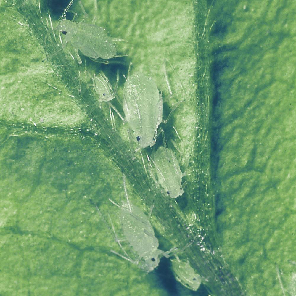 Strawberry Aphid