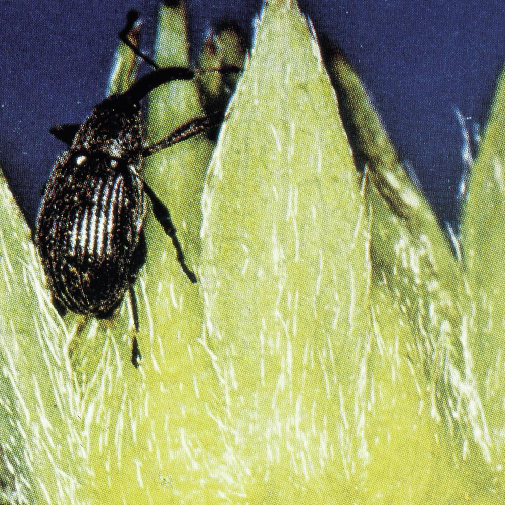 Strawberry Blossom Weevil