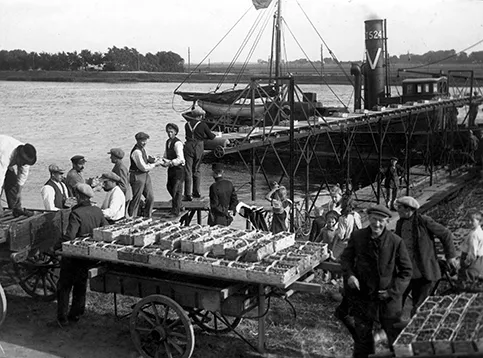 2041-1 Aardbeienuitvoer naar Engeland 1922