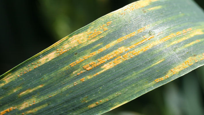 Stripe rust is a serious fungal disease of wheat and barley. In Australia, under favourable conditions and in particularly susceptible wheat varieties, stripe rust can cause yield losses of up to 50 per cent and grain quality reductions.