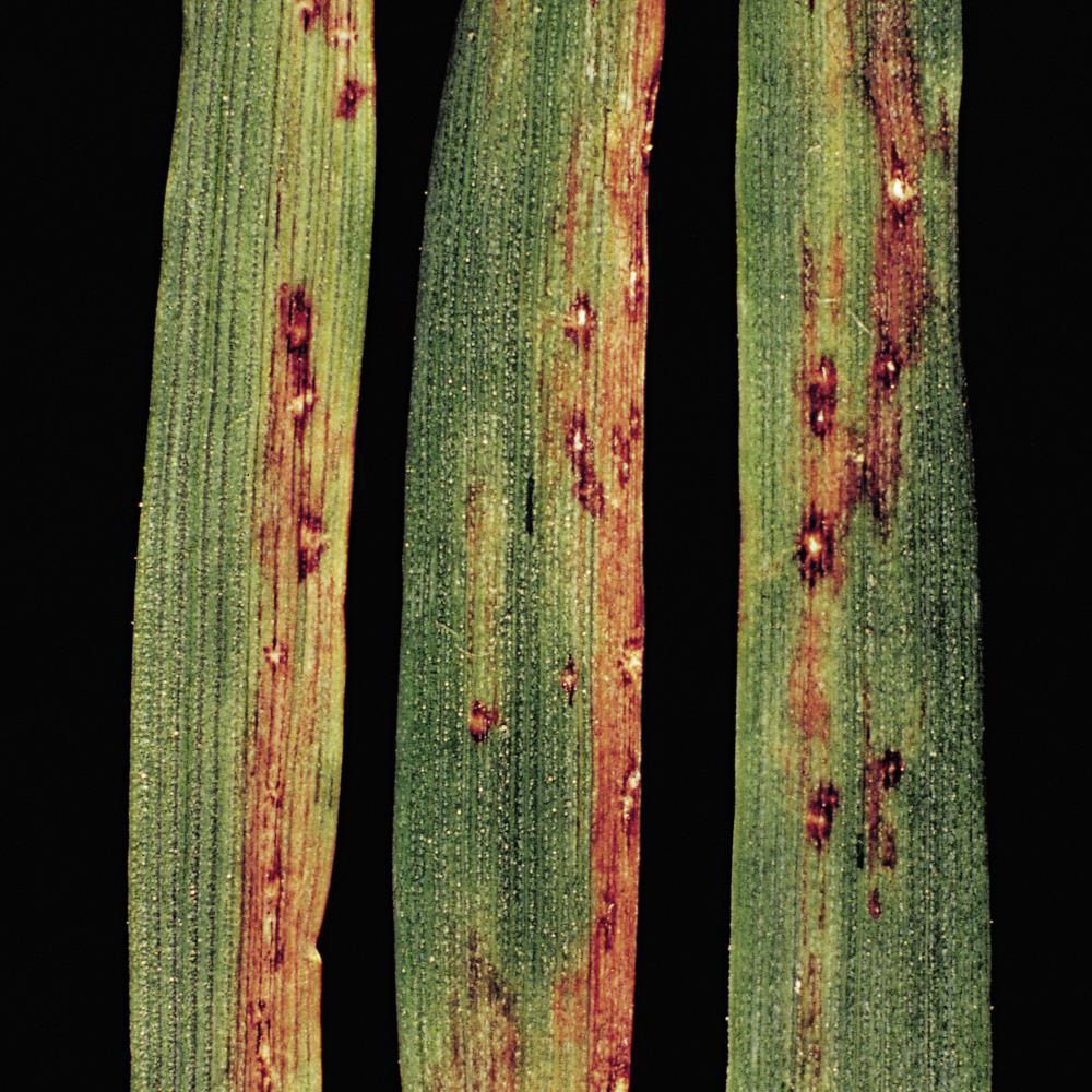 Stripe Disease