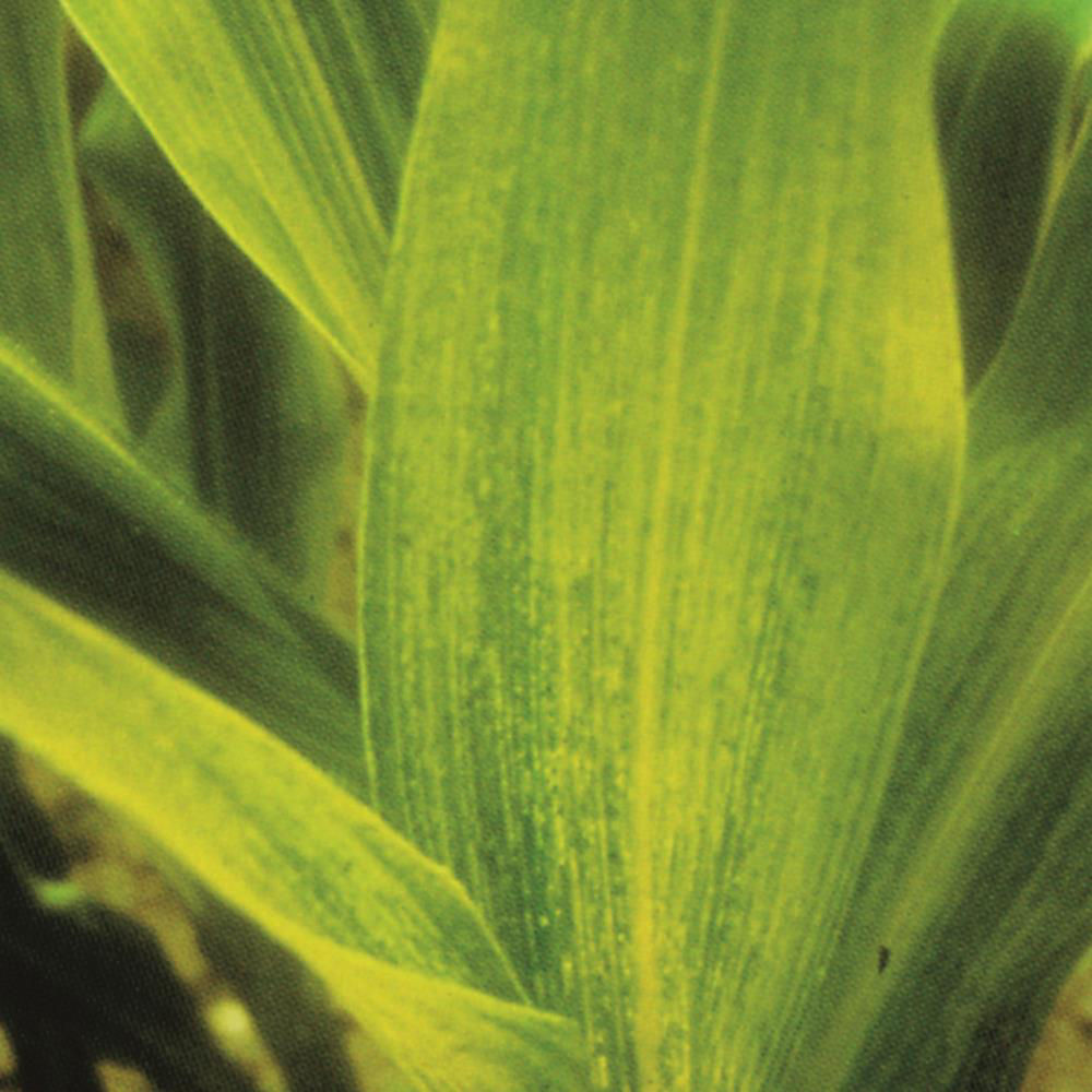 Sugarcane Mosaic Virus