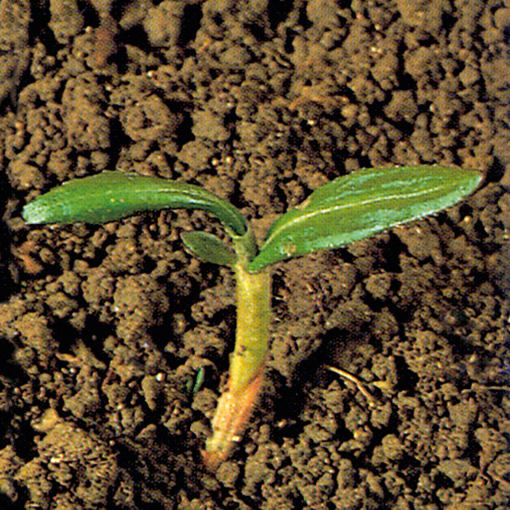 Swamp_Smartweed