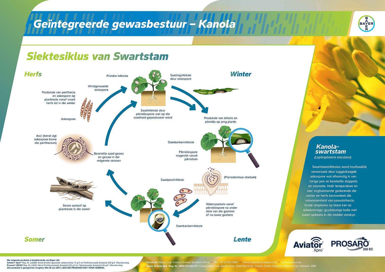 lewensiklus