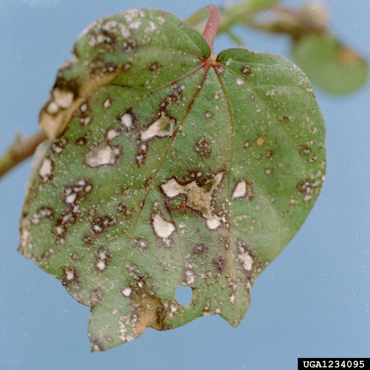Ascochyta Blight 