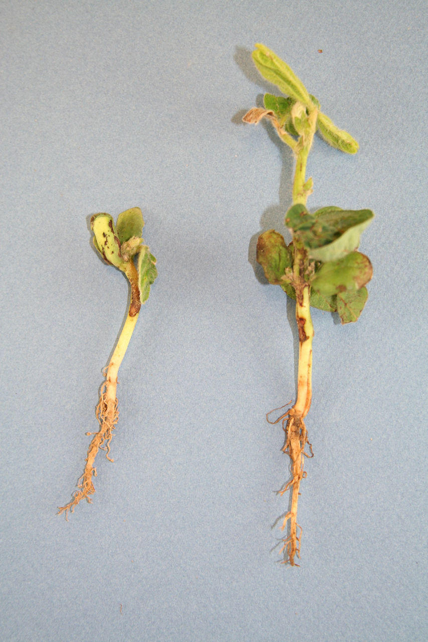 Flumioxazin injury in Soybeans