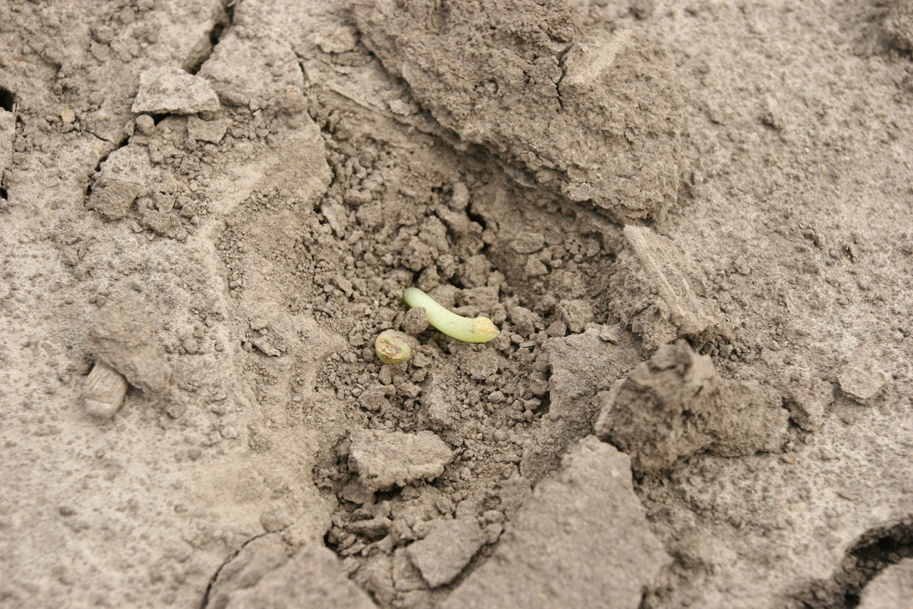 Soybean with broken hypocotyl 2019050305