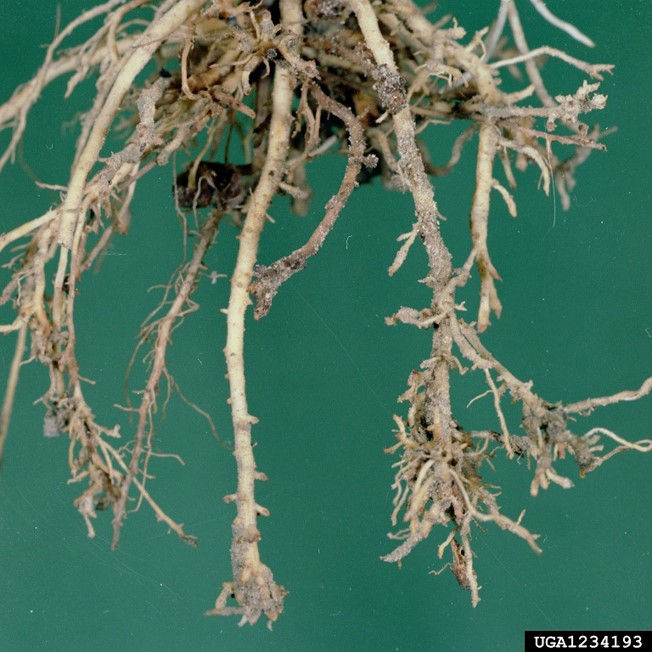 Figure 1. Sting nematode injury on corn roots. Picture courtesy of and used with the permission of Clemson University - USDA Cooperative Extension Slide Series, Bugwood.org 