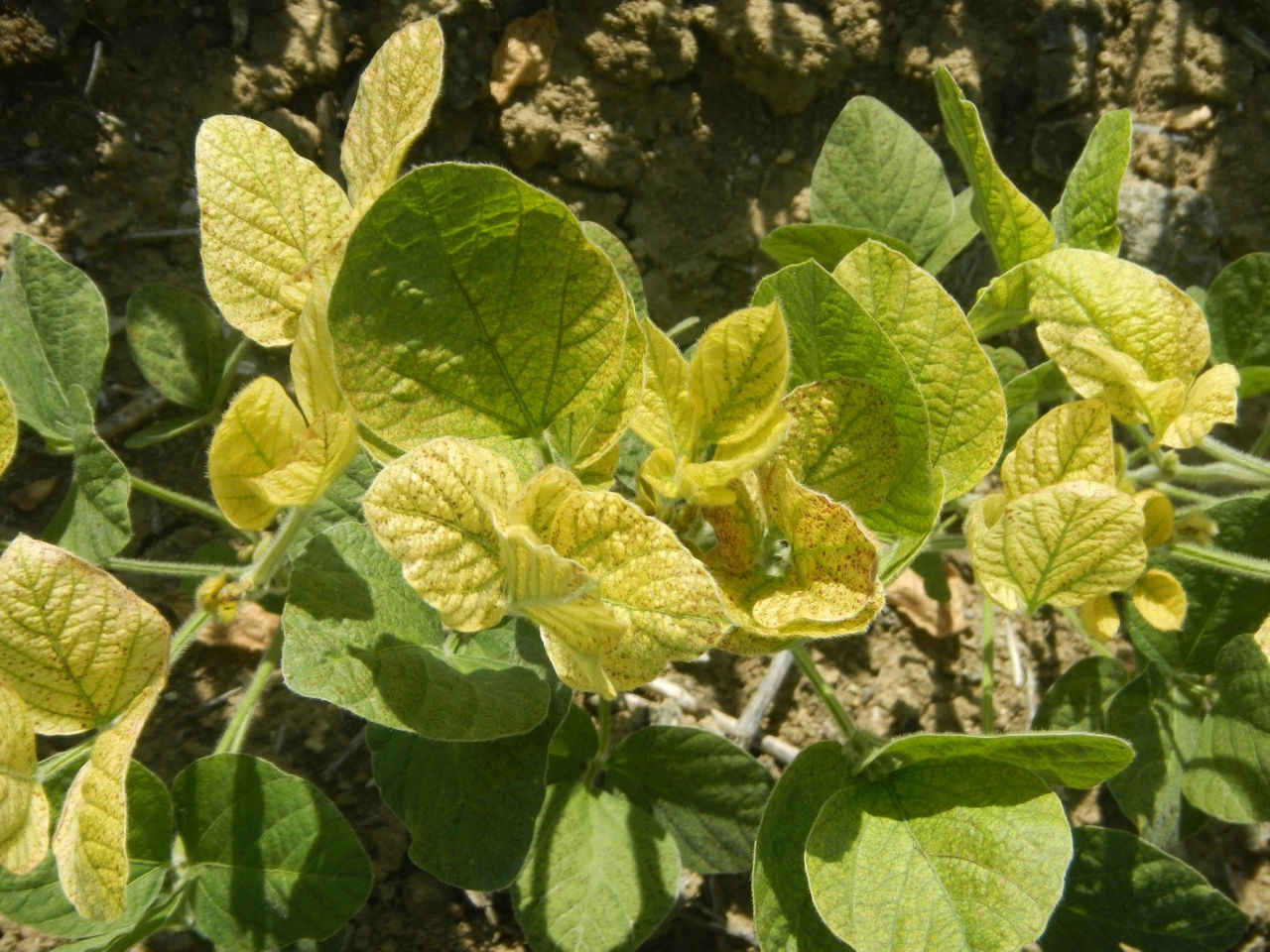 Iron Deficiency in Soybean image