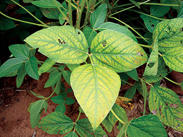 Magnesium Deficiency in Soybean