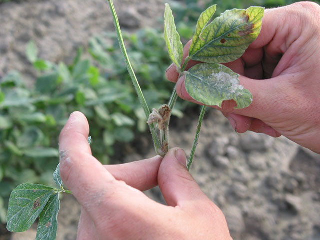 Boron Deficiency in Soybean