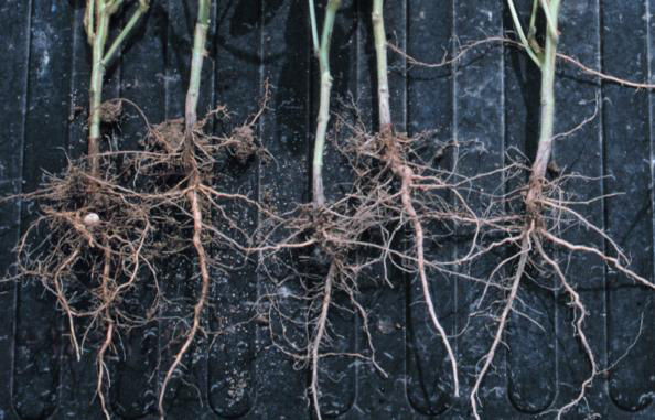 Soybean plants with light green foliage displayed few nodules