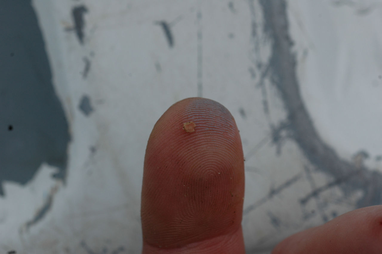 Small nodules may not be fixing N or are on plants that received supplemental N fertilizer.