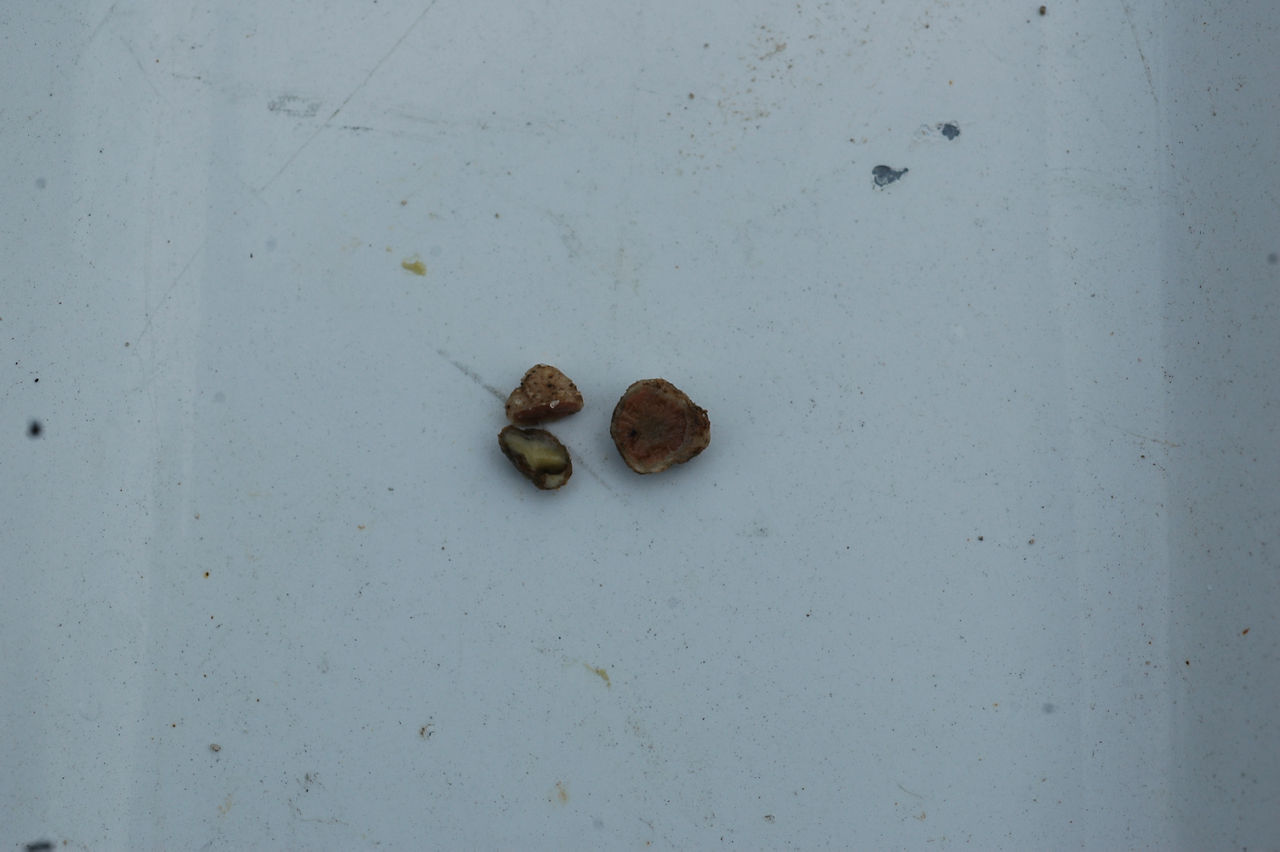 White immature nodule (lower left) compared to active pink nodules.. Nodules with white interiors are not fixing N