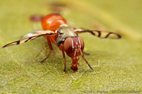 Larvae of soybean nodule flies feed on nodules