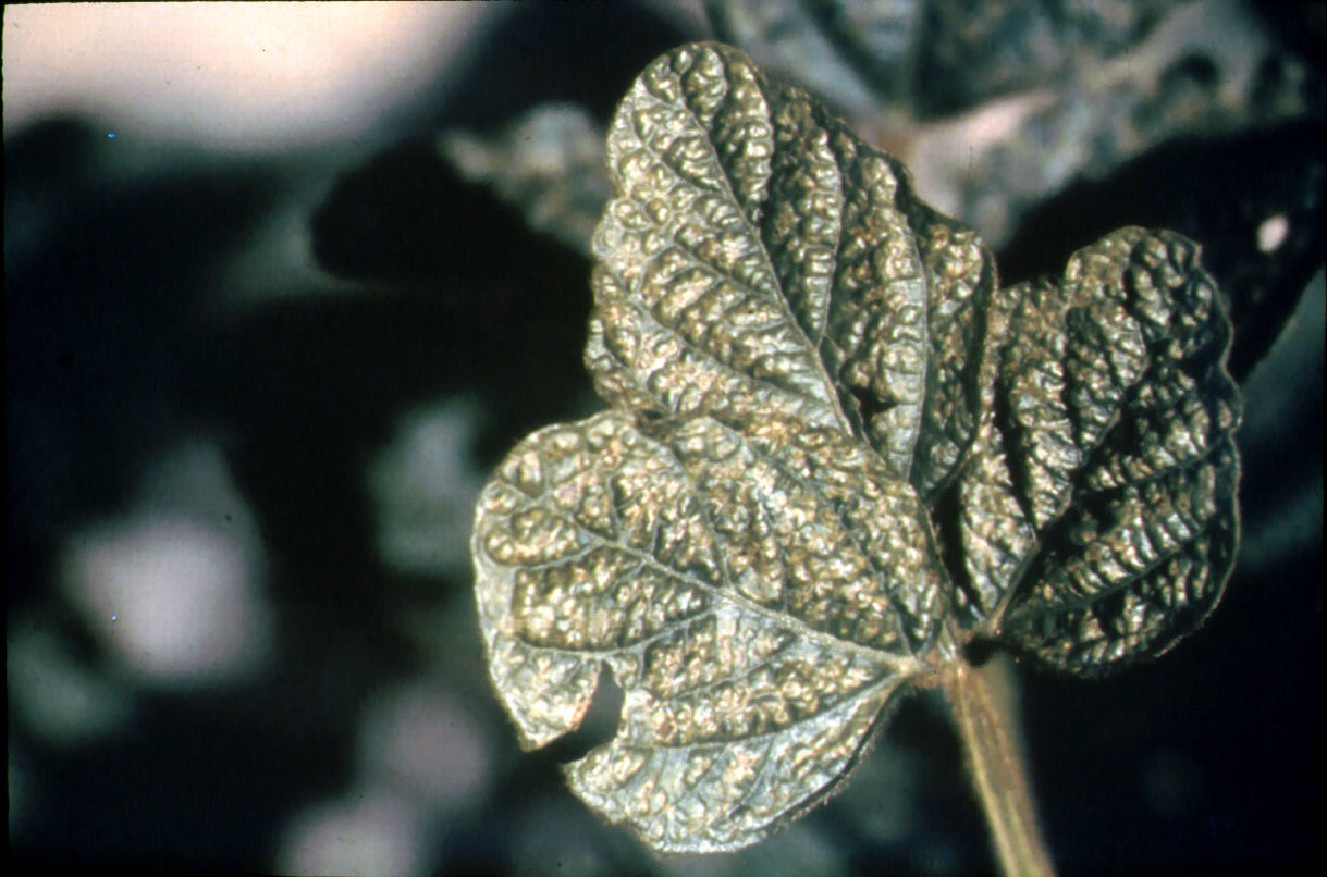 Figure 5. Calcium deficiency. Photo is provided courtesy of the International Plant Nutrition Institute (IPNI) and its IPNICrop Nutrient Deficiency Image Collection, T.L. Roberts, 2018
