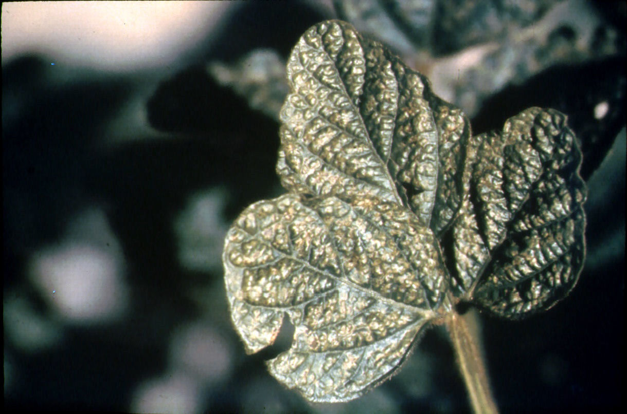 Soybean calcium deficiency 