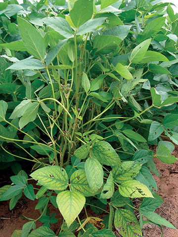  Typical appearance of manganese deficiency symptoms.