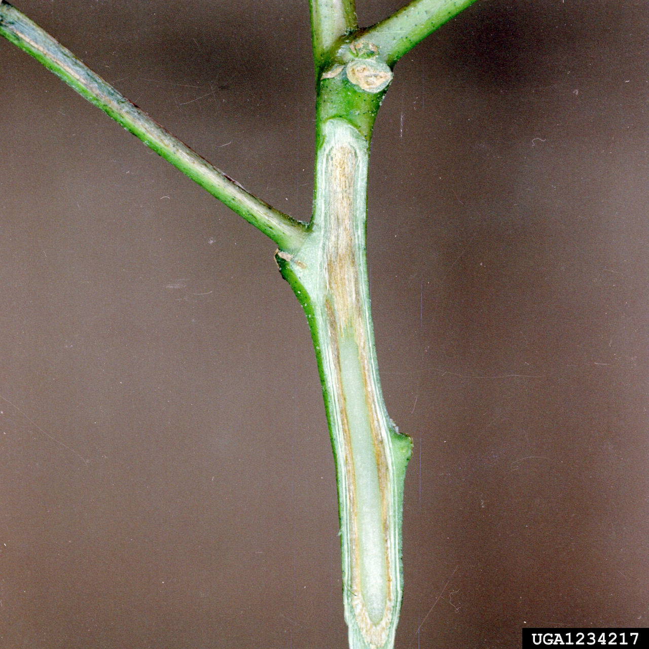 Figure 1. Vascular staining caused by Fusarium infection. Clemson University - USDA Cooperative Extension Slide Series, Bugwood.org.