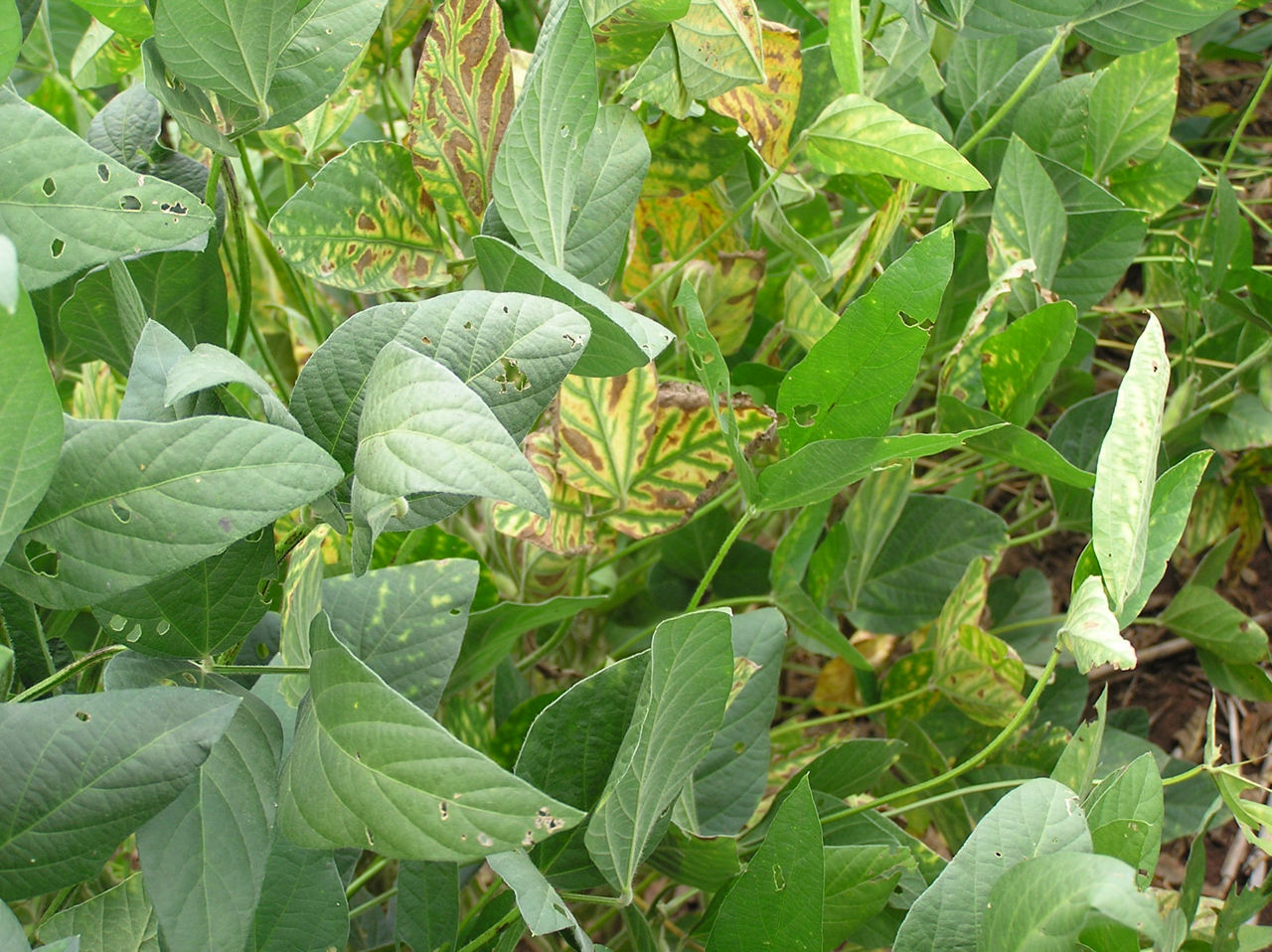 Figure 1. Foliar symptoms of soybean red crown rot. Interveinal necrosis mimics that of sudden death syndrome and brown stem rot. 