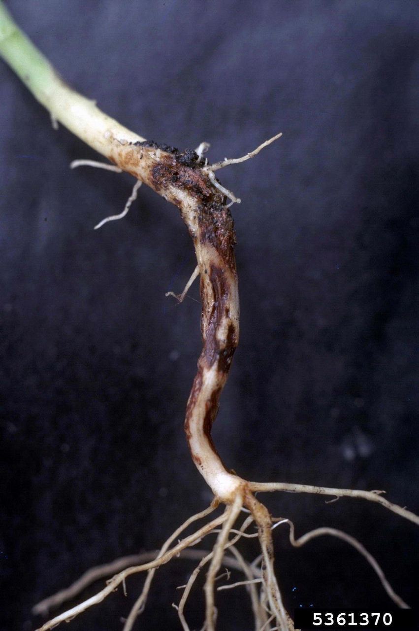     Figure 4. Rhizoctonia root rot 