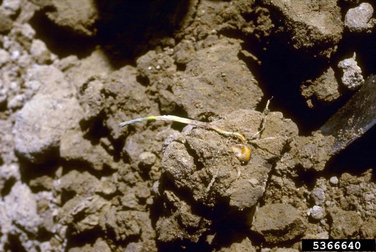Figure 3. Seedling death resulting from Pythium. Photo courtesy of William M Brown Jr, Bugwood.org.
