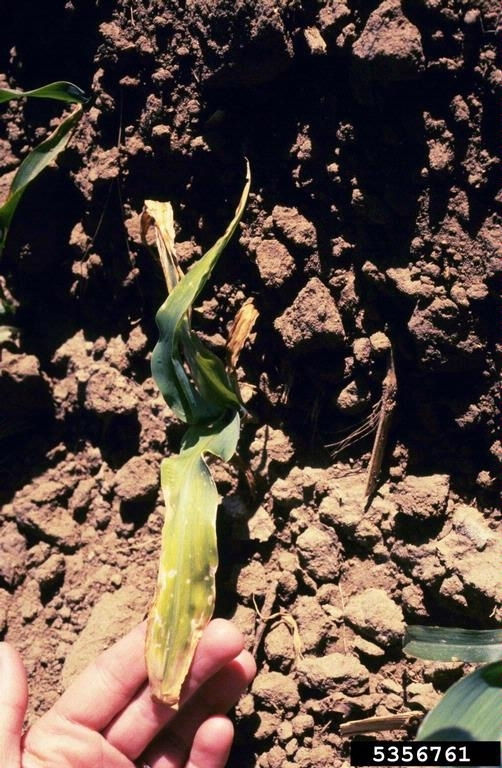 Penicillium leaf blight