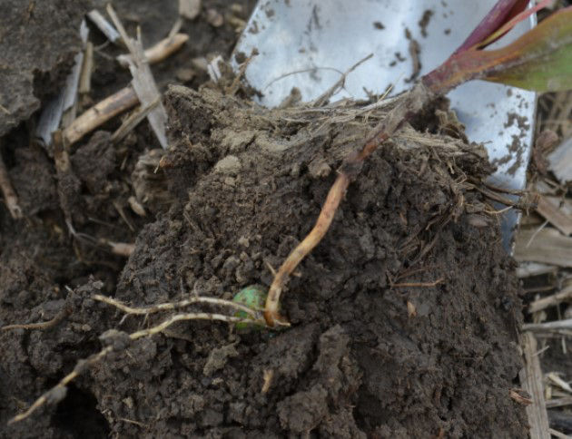 Pythium Darkening of Mesocotyl