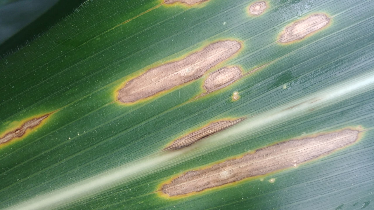 Figure 6. Early diplodia leaf streak symptoms. Photo courtesy of Kiersten Wise, University of Kentucky 