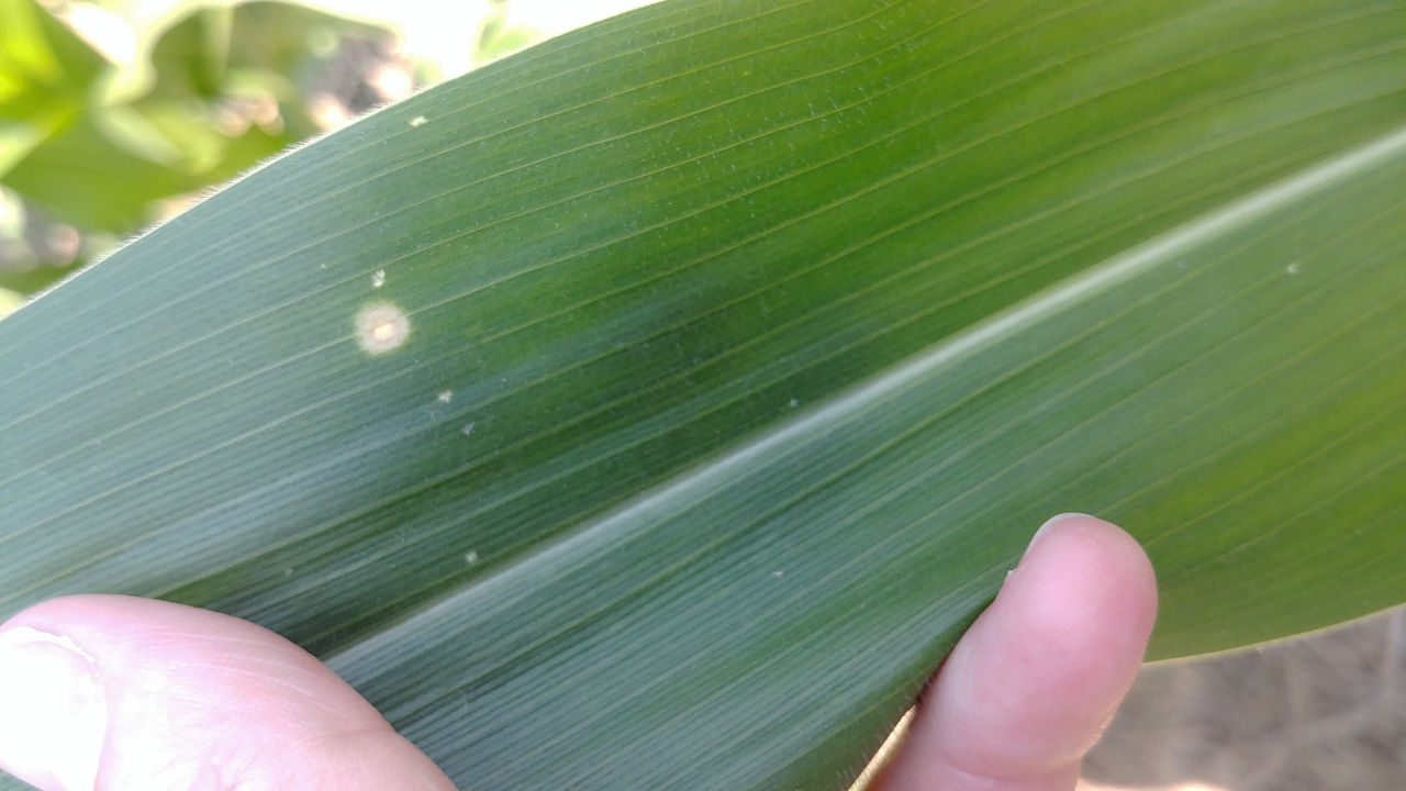 Holcus Leaf Spot