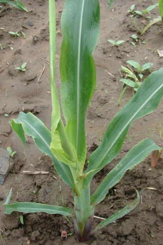 Calcium deficiency in corn. Youngest leaves are rolled and sticking together at the margins, leaving expanded leaves shredded on their edges.