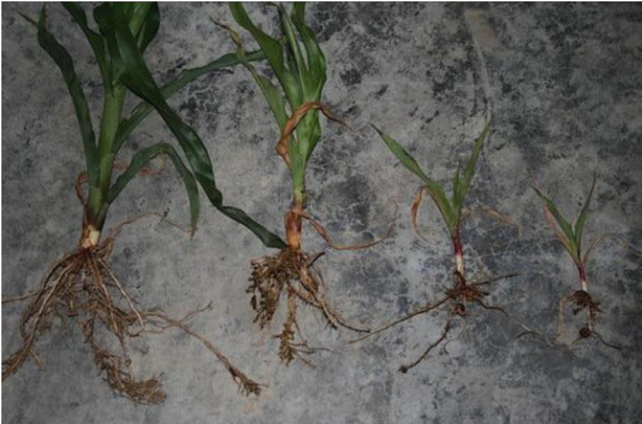 Figure 9. Corn roots injured by nematodes that looks like a nutrient deficiency. Normal corn plant on the left, severely damaged corn plant by nematodes on the right.    Photo courtesy of J. Bond, Southern Illinois University 