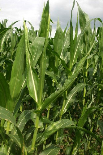 Boron deficiency in corn showing symptoms of abnormal growth on the youngest leaves