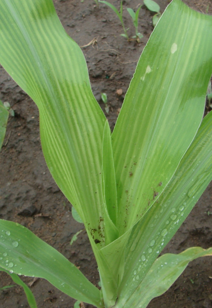 Leaves Manganese deficiency