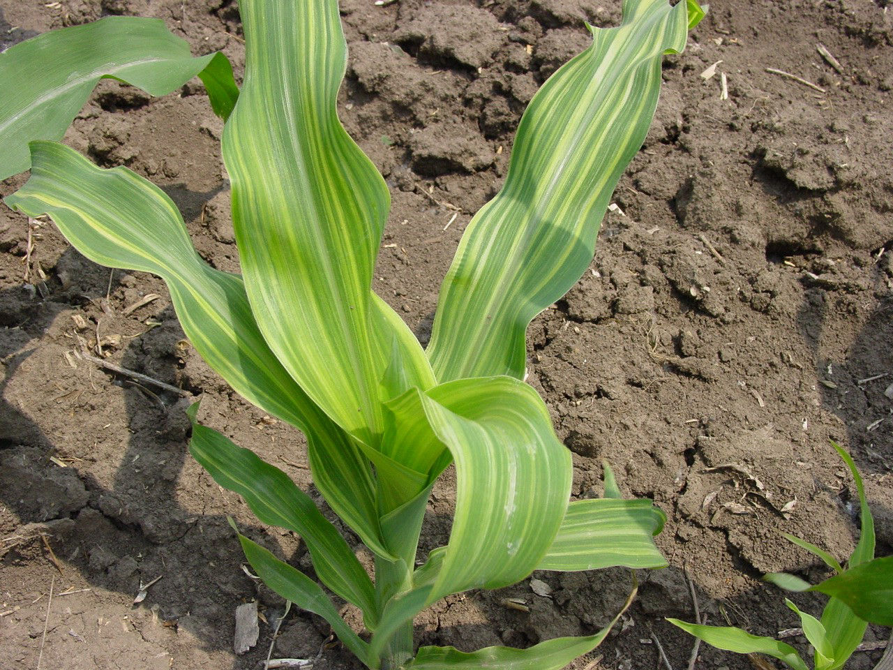 Figure 5. Zinc deficient corn plant. 